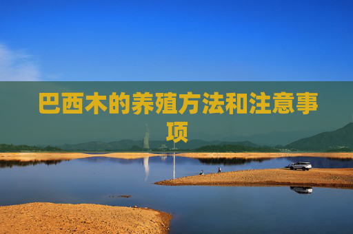 巴西木的养殖方法和注意事项