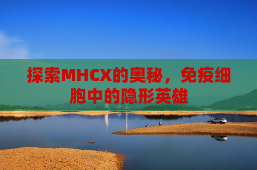 探索MHCX的奥秘，免疫细胞中的隐形英雄