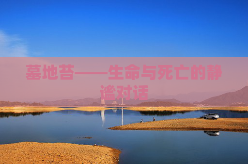 墓地苔——生命与死亡的静谧对话