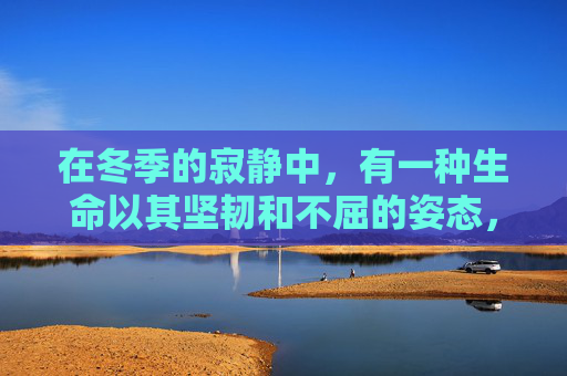 在冬季的寂静中，有一种生命以其坚韧和不屈的姿态，悄然绽放着独特的魅力。它不是春天里争奇斗艳的花朵，也不是夏日里热烈奔放的绿叶，更不是秋天里金黄璀璨的果实，而是那棵在寒风中依然挺立的冬松