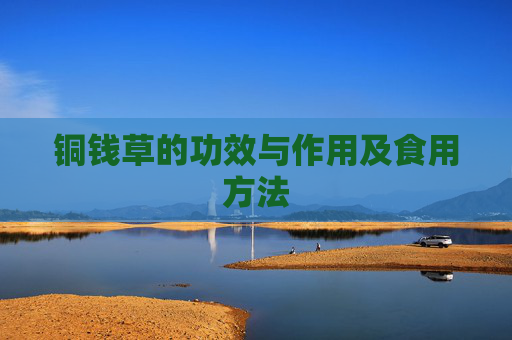 铜钱草的功效与作用及食用方法 铜钱草的功效与作用及食用方法
