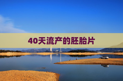 40天流产的胚胎片