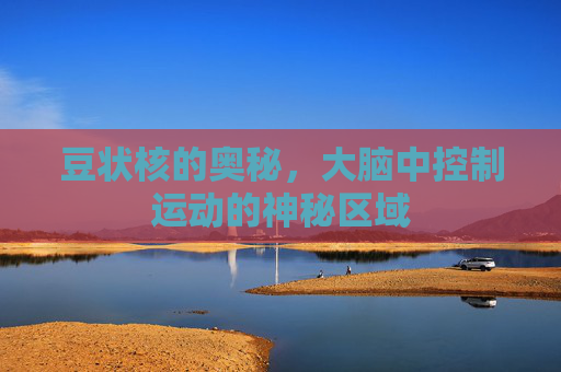 豆状核的奥秘,大脑中控制运动的神秘区域 豆状核的奥秘,大脑中控制运动的神秘区域
