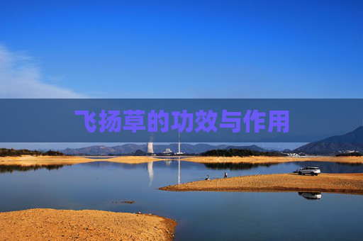 飞扬草的功效与作用
