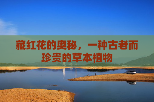 藏红花的奥秘，一种古老而珍贵的草本植物