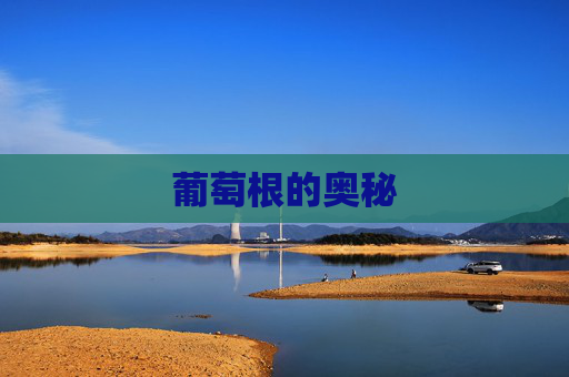 葡萄根的奥秘 葡萄根的奥秘