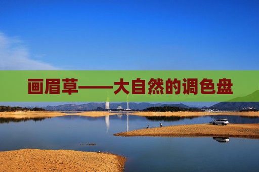 画眉草——大自然的调色盘