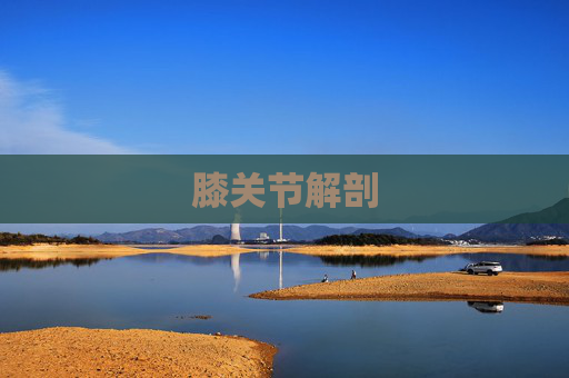 膝关节解剖