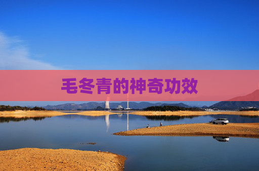 毛冬青的神奇功效