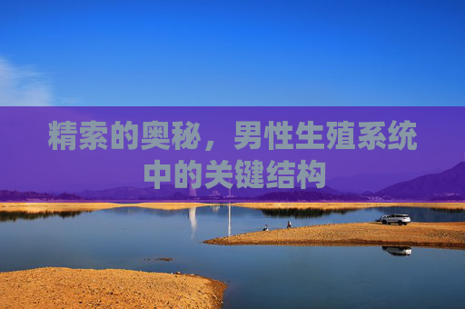 精索的奥秘，男性生殖系统中的关键结构