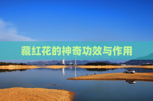 藏红花的神奇功效与作用