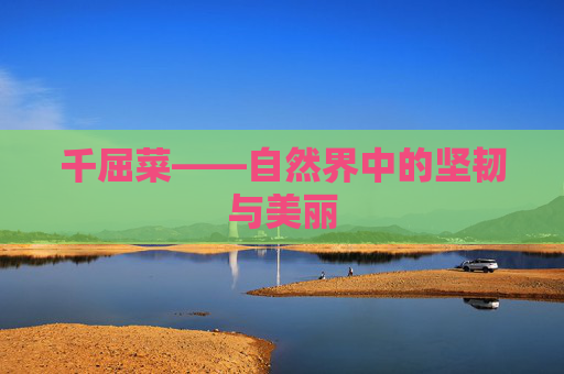 千屈菜——自然界中的坚韧与美丽
