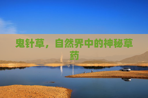 鬼针草，自然界中的神秘草药