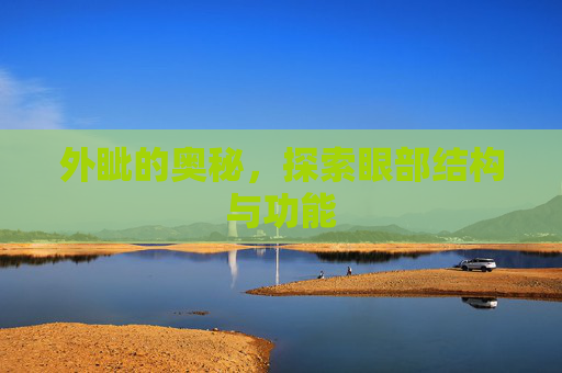 外眦的奥秘，探索眼部结构与功能