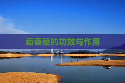 茴香菜的功效与作用