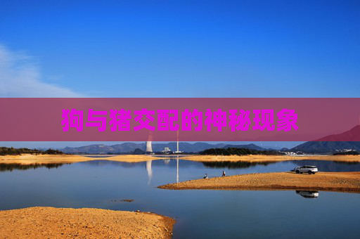 狗与猪交配的神秘现象