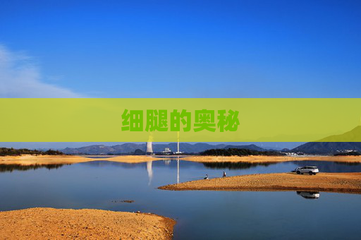 细腿的奥秘