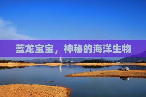 蓝龙宝宝，神秘的海洋生物