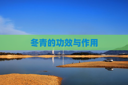 冬青的功效与作用