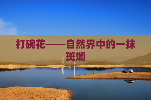 打碗花——自然界中的一抹斑斓