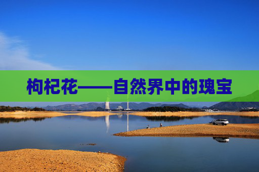 枸杞花——自然界中的瑰宝