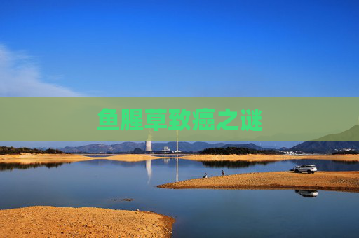 鱼腥草致癌之谜