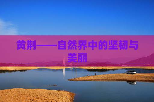 黄荆——自然界中的坚韧与美丽