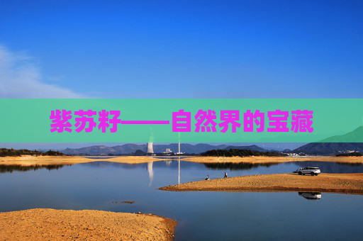紫苏籽——自然界的宝藏