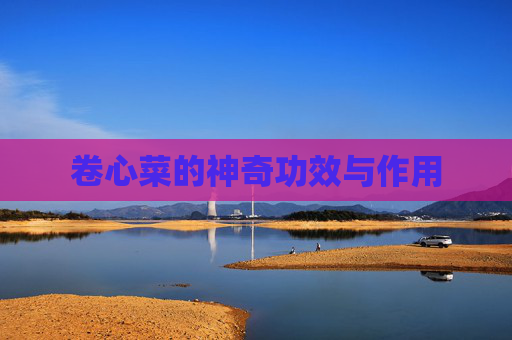 卷心菜的神奇功效与作用