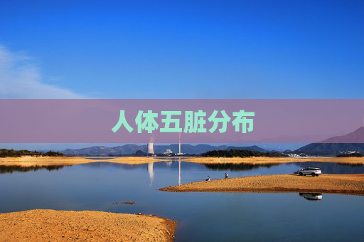 人体五脏分布