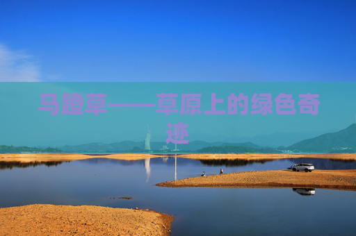 马蹬草——草原上的绿色奇迹