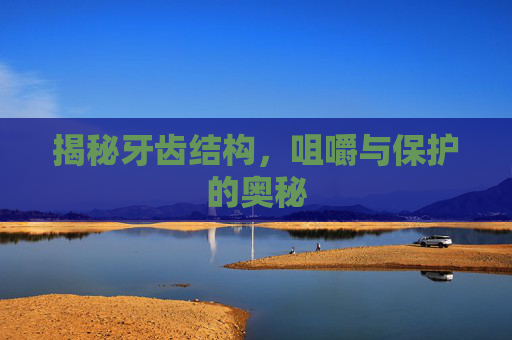 揭秘牙齿结构，咀嚼与保护的奥秘