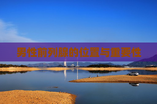 男性前列腺的位置与重要性